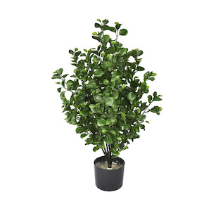 Pittosporum Tree 80cm UV Stabilised