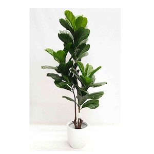 Triple Stem Fiddle Leaf Fig Tree 1.6m UV Stabilised with Fibreglass Pot (White)