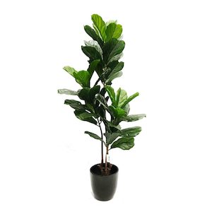 Triple Stem Fiddle Leaf Fig Tree1.6m UV Stabilised with Fibreglass Pot (Black)