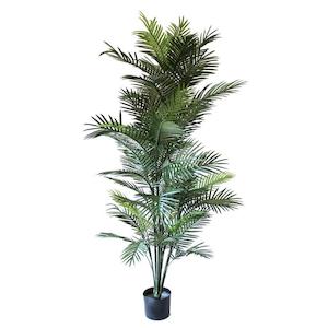 Plant, garden: Areca Palm 1.8m Uv Stabilised