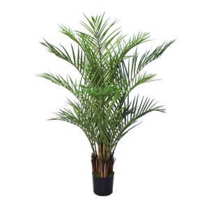 Areca Palm 150cm Multi Trunk