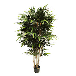 Plant, garden: Bamboo Bambusa 1.8m