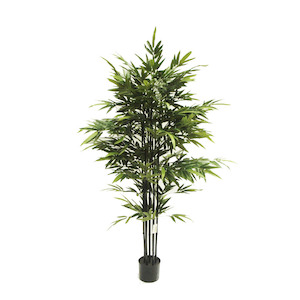 Bamboo Bambusa Black Stem 1.8m