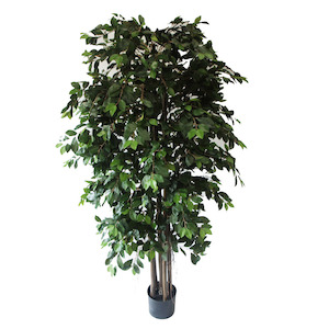 Plant, garden: Ficus Retusa With Hanging Roots 1.8m