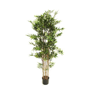 Oriental Bamboo 1.8m