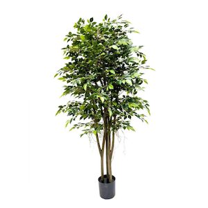 Mini Ficus Tree 180cm with Hanging Roots