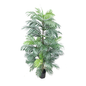 Plant, garden: Areca 1.8m Palm Tree