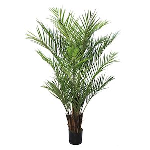 Plant, garden: Areca Palm Tree 180cm Multi Trunk