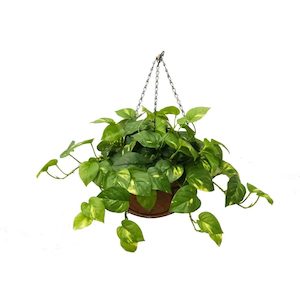 Double Pothos Vine Real Touch Leaves UV Stabilised 48cm in Hanging Basket