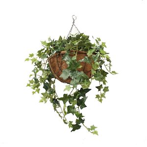 Double Ivy Vine 73cm Complete In Hanging Basket