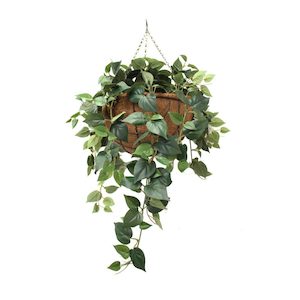 Double Philo Vine 73cm Complete In Hanging Basket