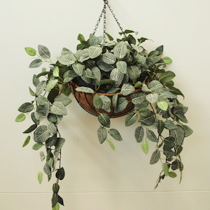 Double Fittonia Vine 73cm Complete In Hanging Basket