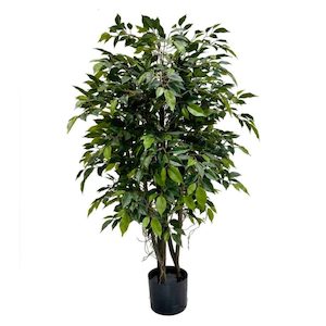 Mini Ficus Tree 120cm with Hanging Roots