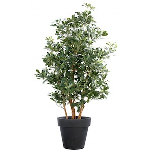 Pittosporum Tree 1.2m