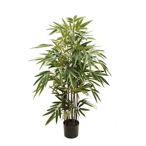 Plant, garden: Bamboo Bambusa Black Stem 1.2m