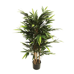 Plant, garden: Bamboo Bambusa 1.2m