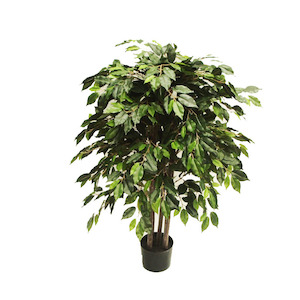 Weeping Ficus Tree 1.2m