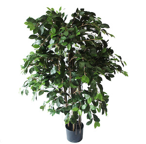 Plant, garden: Ficus Retusa With Hanging Roots 1.2m