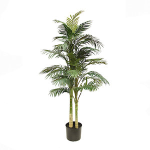 Plant, garden: Golden Cane Palm 1.5m