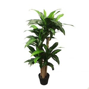 Dracaena Tree 1.4m