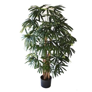 Raphis Palm 1.2m