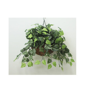 Pothos Vine 58cm UV Stabilised Complete In Hanging Basket