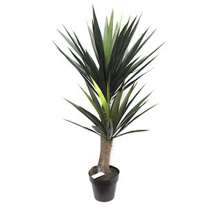 Yucca Tree 1.2m