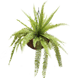 Boston Fern 65cm Uv Stabilised In Hanging Basket