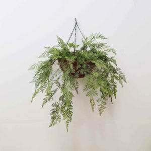 Double Leather Fern 80cm in Hanging Basket