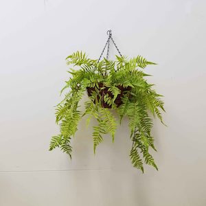 Plant, garden: Double River Fern 76cm in Hanging Basket