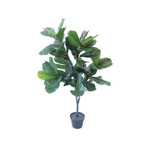 Plant, garden: Fiddle Leaf Fig Tree 1.2m