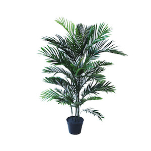 Areca Palm 1.2m