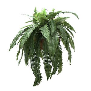 Large Boston Fern 76cm In Hanging Basket