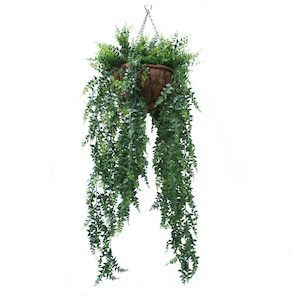 Double Bakers Fern Vine 1m Complete In Hanging Basket