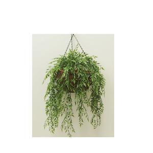 Triple Ruccus Vine 80cm Complete In Hanging Basket