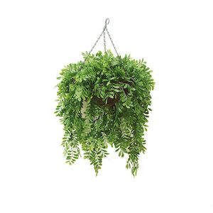 Double Acacia Vine 76cm in Hanging Basket