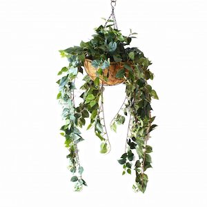 Plant, garden: Double Philo Vine 1m Complete With Hanging Basket