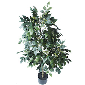 Royal Ficus Tree 105cm