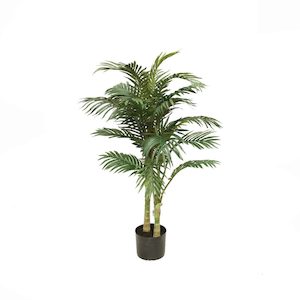 Golden Cane Palm 1.2m