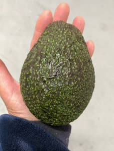 Avocado Hass - LARGE