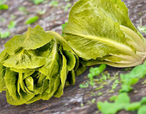 Grocery home delivery: Lettuce – Beautiful Baby Cos