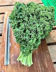 Lettuce - Kale Curly @  BIG Bunches