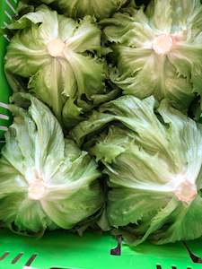 Lettuce - Iceberg , Lovely