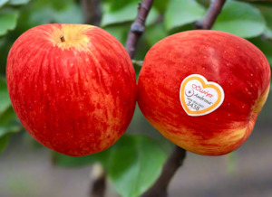 Grocery home delivery: Apples - Ambrosia (crisp, juicy, sweet honeyed flavour). EACH