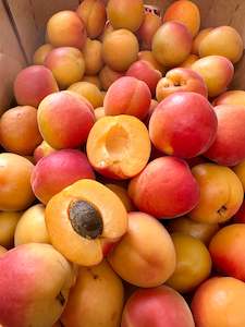 Apricots- SUNDROP H.B. **BEST BUY** Premium Fruit