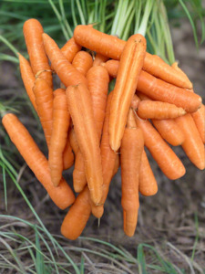 Carrots - 🥕 **NEW SEASON**  Kilo