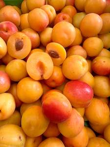 Plums- Pluotts H.B. (a Plum mixed with an Apricot.) *BEST BUY* Premium Fruit