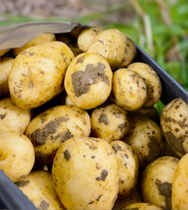 Potatoes – Agria  kilo NEW SEASON