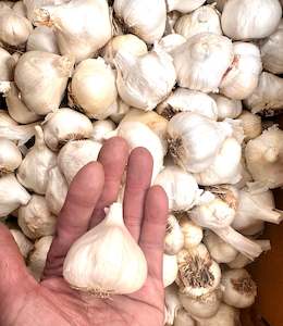 Garlic – USA Large Bulb