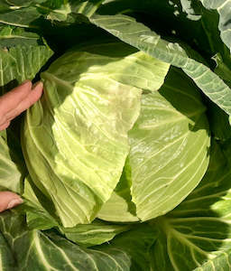 Cabbage - Large